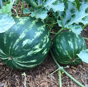 Crimson Sweet Watermelon Seeds