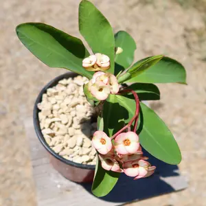 Euphorbia milii grandiflora ‘Harlequin’ 