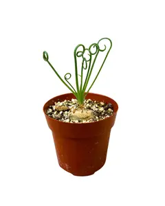 2.5" Albuca Spiralis - Frizzle Sizzle – Live Plant