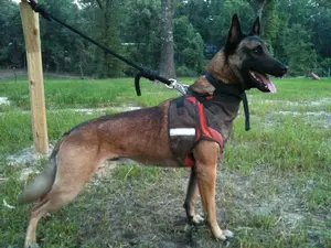 Wild Boar USA Defender Bikini Vest