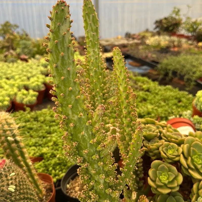 stephania erecta pot - TikTok Shop