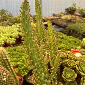 opuntia Joseph’s Coat Variegated 6 inch pot