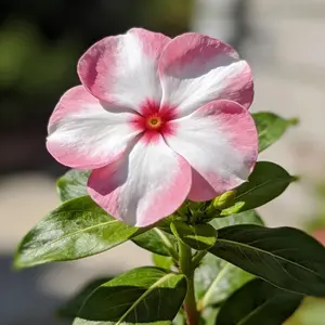 200 Periwinkle Seeds – Hardy, Colorful Annual Flowers for Home Gardens, Containers, and Landscaping Displays (Seeds Only, Not Live Plants)