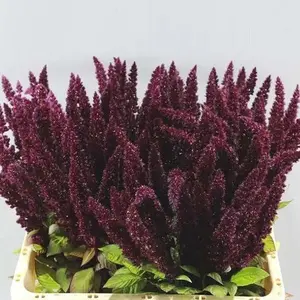 Amaranthus Upright Red - 40 Stem Bunch