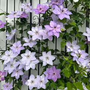 300 Mixed Clematis Seeds for Planting, Non-GMO Climbing Flower Vine Seeds, Colorful Clematis Flower Seeds for Garden Outdoor Planting, Seeds Only Not Live Plants
