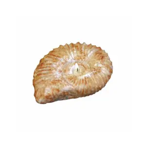 Conch Shell Candle (Medium)