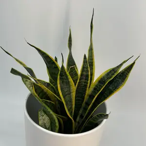 Sansevieria Laurentii 6" pot snake plant  Houseplant | Easy Care Low Maintenance | Unique Tropical Leaves | Ideal for Beginners & Home Decor