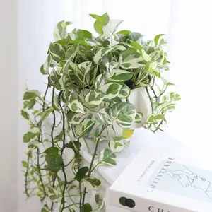 Pothos N'joy