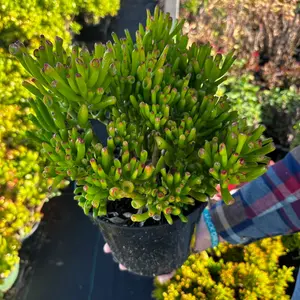 Jade Gollum 8 inch pot