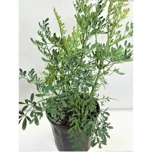 PLANTA DE RUDA  CON RAIZ