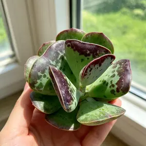 Adromischus Triflorus 'Calico Hearts' Live Succulent Plant 2–2.5 in – Rare Colorful Succulent, Bare Root (No Pot), Easy Care, Beginner Friendly, Indoor Plant, Home & Garden Decor, Plant Lover Gift