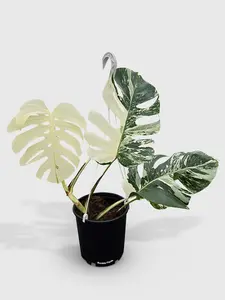 Monstera Borsigiana Albo (Mature Mother Plant)