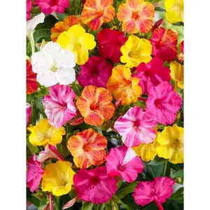 25 Mixed Four O'clock Flowers Seeds - Flower Seed Pack, Perennial Flower Blend Of Multi-Colored Marvel Of Peru, Fragrant Night-Blooming Petals For Cottage Gardens And Borders, Easy-To-Grow Outdoor Plants With Long-Lasting Summer Color