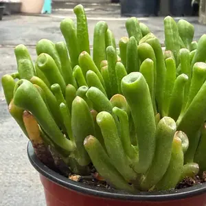 Alien Fingers Jade | 'Crassula ovata Gollum Jade' | Shrek Ears Jade Plant | 4”