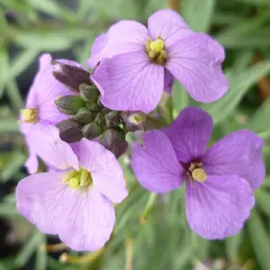 Bowles Me Away Wallflower