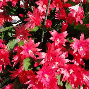 10+ Thanksgiving/Christmas Cactus Cuttings. 2+ Leaf Per Node