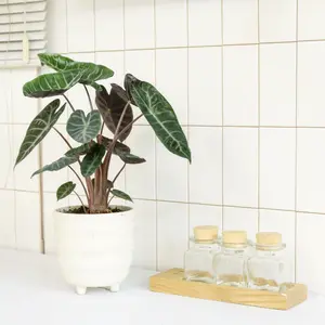 Alocasia Pink Dragon