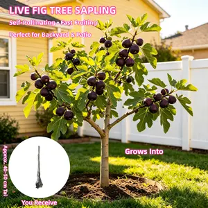 Fig Tree Seedling - 3-5 Year Old Bare Root， 15-20 inches Tall Dormant Live Plant for Home Garden
