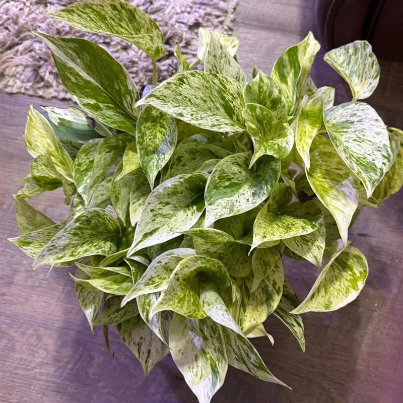 Snow queen pothos 6 in