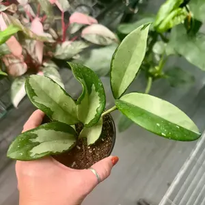 Hoya silver moon - 4" pot