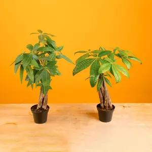 Money Tree | small