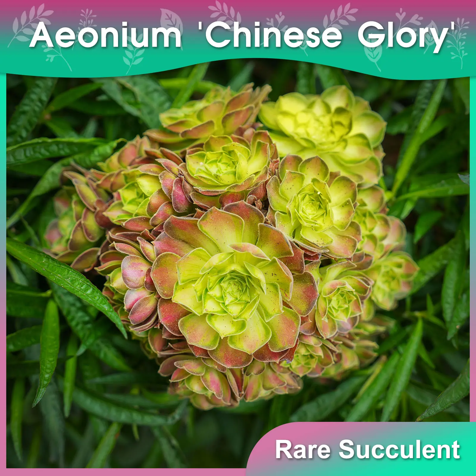 【8 Inch】Aeonium 'Chinese Glory'-Rosette-Forming Succulent,Large Rare Succulent，Low Maintenance, Exceptional Colors &Textures,Gift & Garden.
