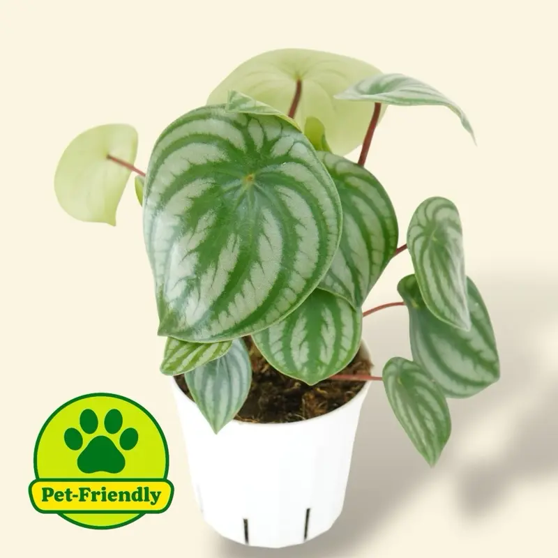 Peperomia Watermelon 4” - Pet Safe House Plant