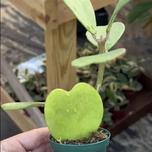 Hoya Heart Multi leaf in a 2” Pot Live Houseplants