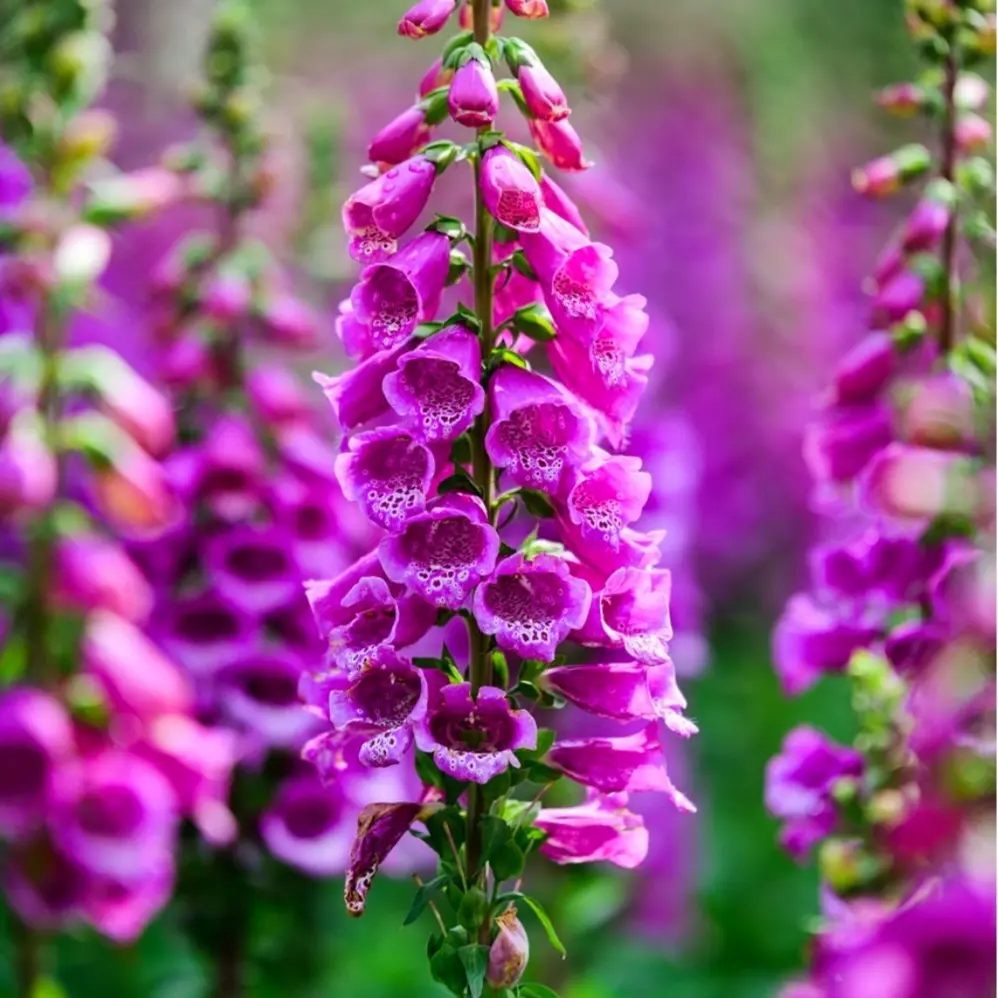 6000 Pink Foxglove Seeds Digitalis Dalmatian Perennial Shrub Dwarf Beauty Faerie Queen Heirloom Pure Seed Fresh