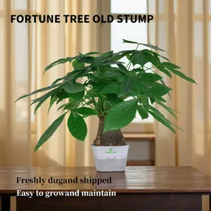 Money Tree Plant Live (Pachira Aquatica) – Easy Care Indoor Tree, Low Maintenance Lucky Houseplant, Beginner Friendly Potted Plant for Home, Office & Décor