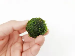Large Java Moss Ball for Terrarium Planted Tank Live Aquarium Decorations Fish Shrimp Indoor Plant Accessories Aquatic Terrarium