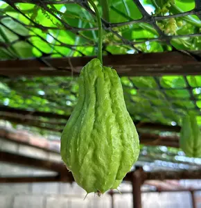 Chayote Seeds for Planting – Fast Growing Mexican Squash Vine, Easy to Grow for Backyard Patio & Garden
