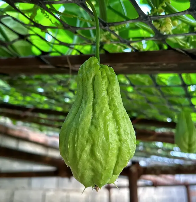 Chayote Veggie Seeds for Planting - Fast-Growing Mexican Squash Vine, Easy to Cultivate for Backyard, Patio Gardens