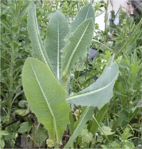 Wild Lettuce 50 Seeds (Lactuca virosa) Heirloom - Non GMO - Open Pollinated