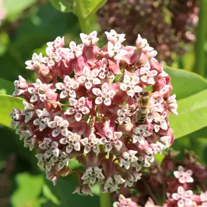 Common Milkweed Seeds | 1 Gram | Attract Beneficial Pollinators