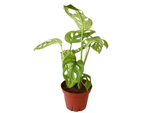 Monstera Adansonii 4" Potted Live Plant - Swiss Cheese Vine - Iconic Fenestrated Leaves - Easy Care Vining Plant - Tropical Jungle Vibe - Fast Growing Climber - Unique Lace-Like Foliage - Beginner Friendly Houseplant