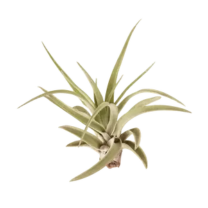 Tillandsia Air Plant Veluntina