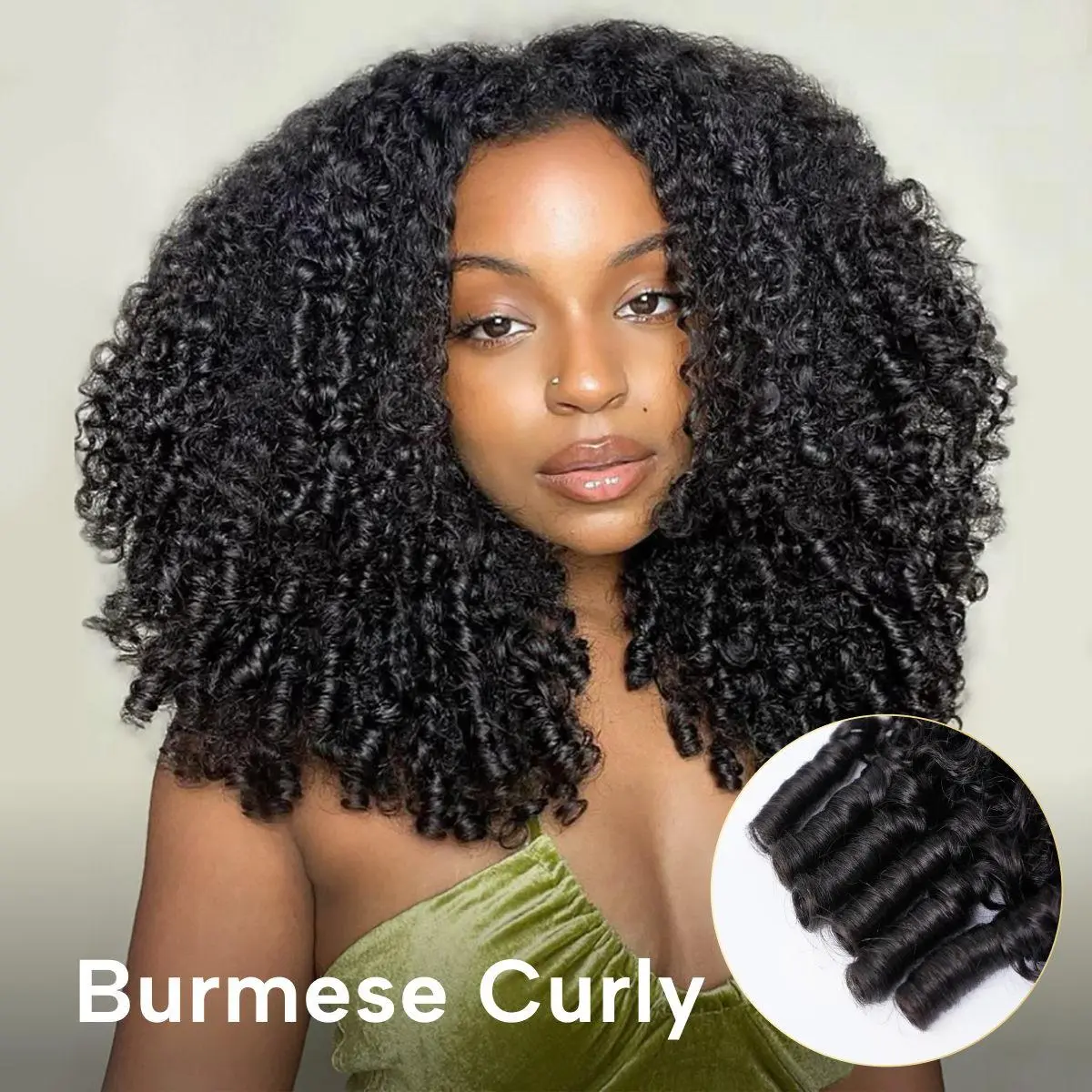 Burmese Curly