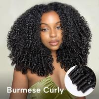 Burmese Curly