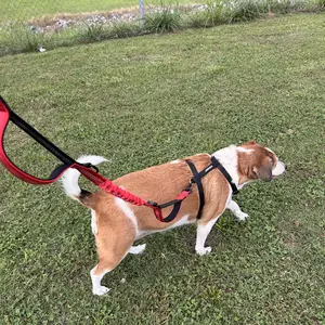 Product Review of iYoShop Hands Free Dog Leash with Zipper Pouch, Dual Padded Handles and Durable Bungee for Walking, Jogging and Running Your Dog from L**e