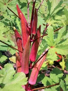 250 Red Burgundy Okra Seeds for Planting. Non GMO 14 Grams Garden Vegetable Bulk Survival