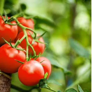 Organic Moneymaker Heirloom Tomato 25+ Seeds (Solanum lycopersicum) – Classic Red Tomato – Prolific Heirloom Variety for Fresh Eating, Sauces & Salsas