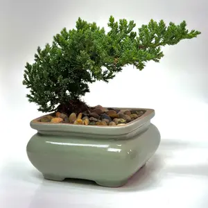 Bonsai Planter Pots with Drainage | Juniper Bonsai Tree | Juniperus Procumbens Nana Bonsai Tree with Planters and Pots Indoor