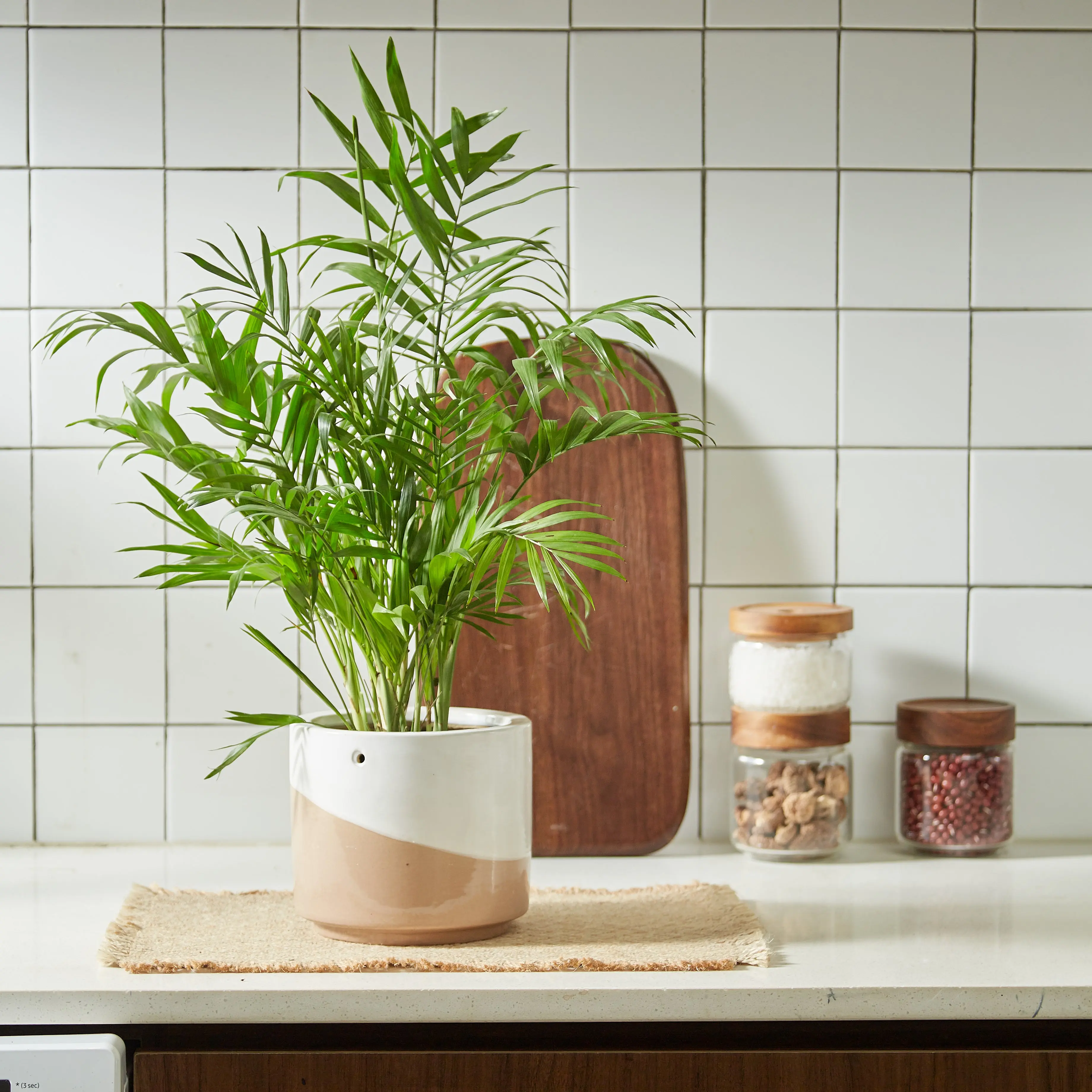 Sable Hanging Planter with Macrame Plant Hanger