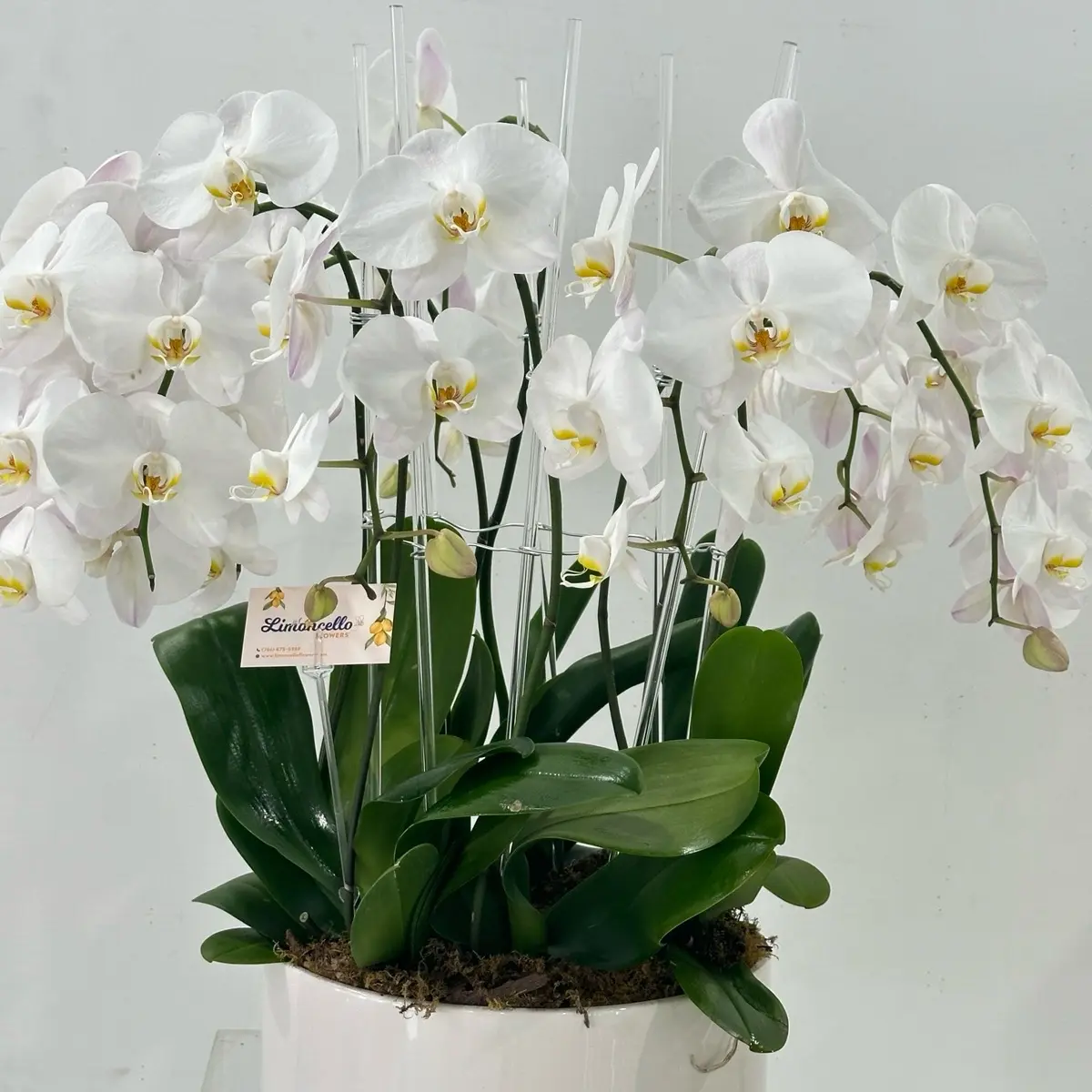 White Orchids