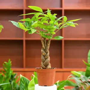 Money Tree 'Guiana Chestnut' Pachira Braid
