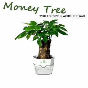 Money Tree Plant – Lucky Wealth Feng Shui Indoor Plant, Natural Wood Base 10cm x 7–8cm Decoration Items Home Decor Ornaments Home Decore Wooden