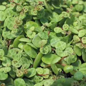 6” Peperomia prostrata - String of Turtles Rare
