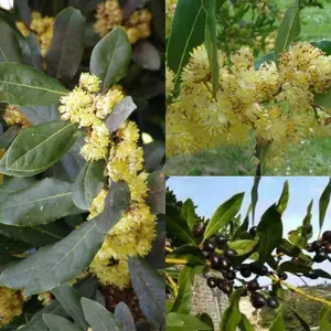 5 Laurus nobilis Seeds| Bay Laurel Seeds| Sweet-Bay | Bayleaf Seeds