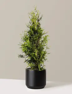 Thuja Green Giant